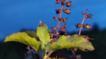 Flower Photography.