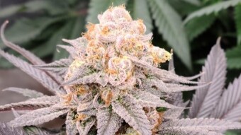 CannaBasics #5: Methods of Smoking Cannabis