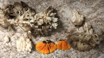 Mushroom Monday - Three Edible Fungal Species from the Eastern United States