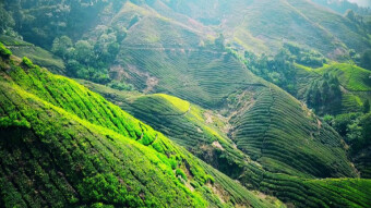 Tea hills of Malaysia - the tea-strawberry-lavender craze - Cameron Highlands
