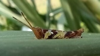 Insect Photography