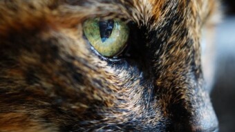 What’s Your Cat’s Zodiac Sign? Discover Their Astrological Personality!