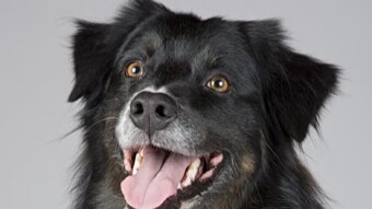 Where Dogs Act Strangely: Supernatural Hotspots Around the World