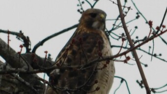 Hawk - Honor
