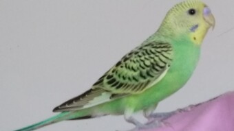 Momo Budgie, Talking!