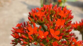 Flower Photography