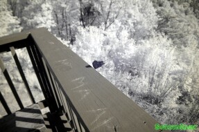 Ultraviolet and Infrared Photography - Butterfly on overlook ledge