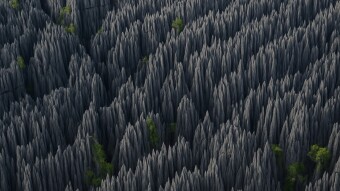 The Stone Forest of Madagascar : A Jurassic Landscape Frozen in Time