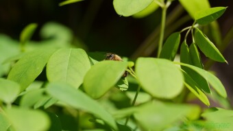 Bee in Akebia vines