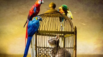 The Big Cat in Cage.