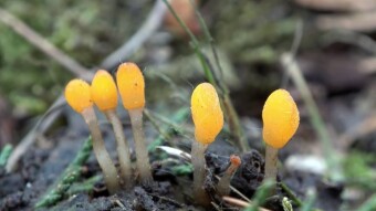 Bog beacon (Mitrula paludosa) - spring micro-beauty