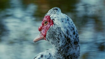 Why I Love Wildlife Photography - Bird Edition #1