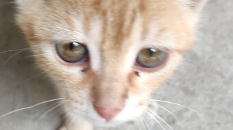 How do animals communicate with us?