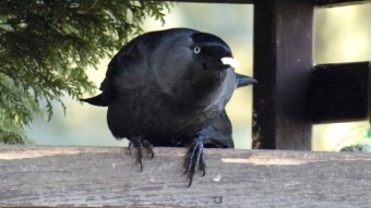 Fighting, alert, always ready - jackdaws