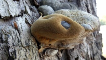 Some interesting mushrooms from my area - medicinal mushroom - Willow bracket, Fire sponge