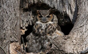 Great Horned Owl with a Surprise