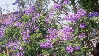 The jacaranda season is coming to an end / La temporada de Jacarandas está llegando a su fin