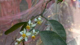 Lemon flower videography