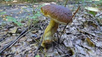 October Mushroom Memories, Boletus Edulis, Amanita Vaginata