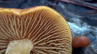 A representative of widely spread but little-known arboreal fungi. - Gymnopilus liquiritiae