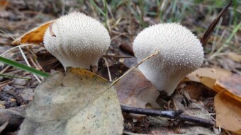 Some have too much rain, others have drought - only some species are currently growing in my area
