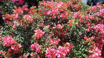 Bougainvillea / bugambilias