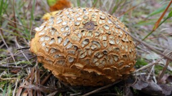 Mushroom Safari - Lemon Mushroom (Scleroderma citrinum)