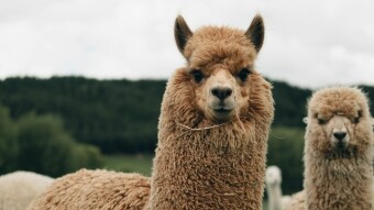 My Thoughts on Traitors, Turncoats and Drama Llamas on Social Media Sites