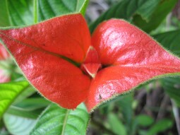Poem:  The Kiss I Miss