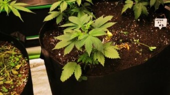 2x2 Grow Tent - Growing on a crypto budget week #2