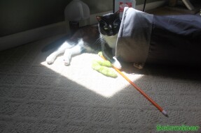 Walter batting at his worm on a stick toy