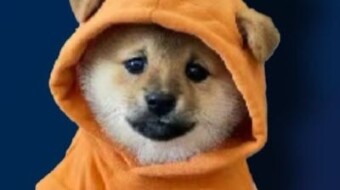 ¿Qué es DOG y cómo se convirtió en una popular una de las BTC Rune entre los holders?