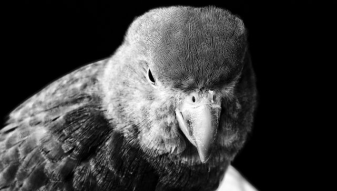 Psycho Birdie Just Wants A Kiss!