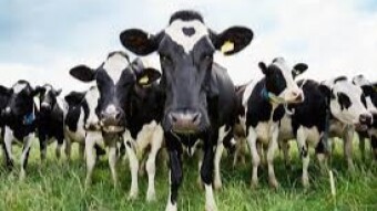 Returning the Cows to the Barn - Trading Ethereum Assets on the Cheap
