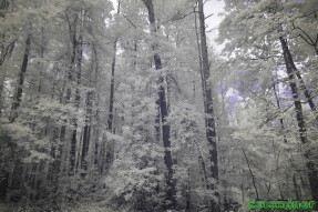 Ultraviolet and Infrared Photography - Ground cover and its upward growth