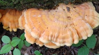 It looks like sulfur, it tastes like chicken - strange edible arboreal mushrooms of May