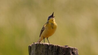 Yellow Wagtail - a bird that has many names