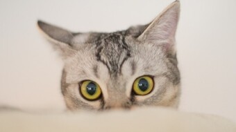 Some Quirky Cat-Related Things To Know