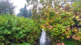 Tuesday even worse than Monday, gray, gloomy and rainy - My Actifit Report Card: October 7, 2025