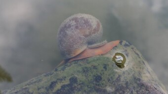 Snail photography