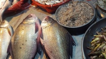 Essence of the Fish Market, A Photographer’s Journey