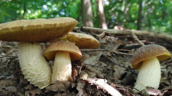 Hemileccinum depilatum - A scalloped scallop, a rare edible mushroom, where does the name come from?