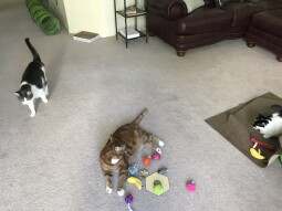 Caturday Photos!  Some Individual Shots of the Crew!