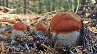 It looks like a match? - Leccinum vulpinum