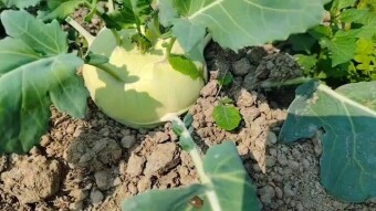 Vegetable Garden video