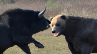 What is meant by "bull" and "bear" when discussing crypto?