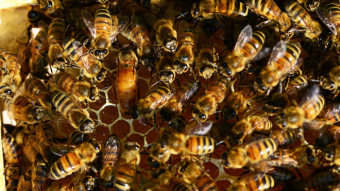 Don's Bees