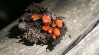 Mushroom Monday - Michigan Mycodiversity Menagerie