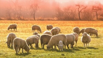 Herd of sheep (5 minute freewrite)