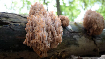 A very rare tree mushroom - Crown coral